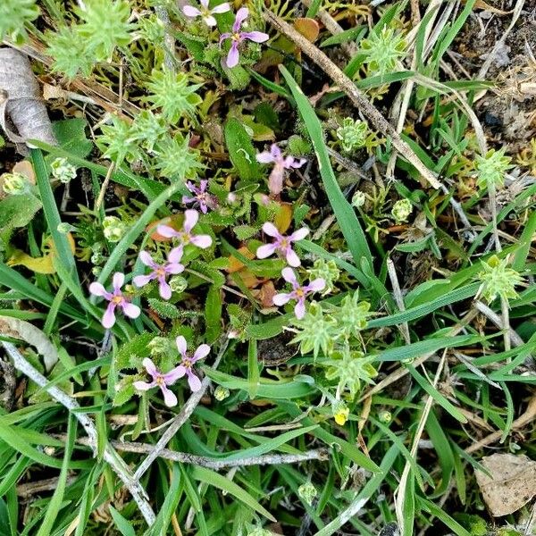 Chorispora tenella ফুল