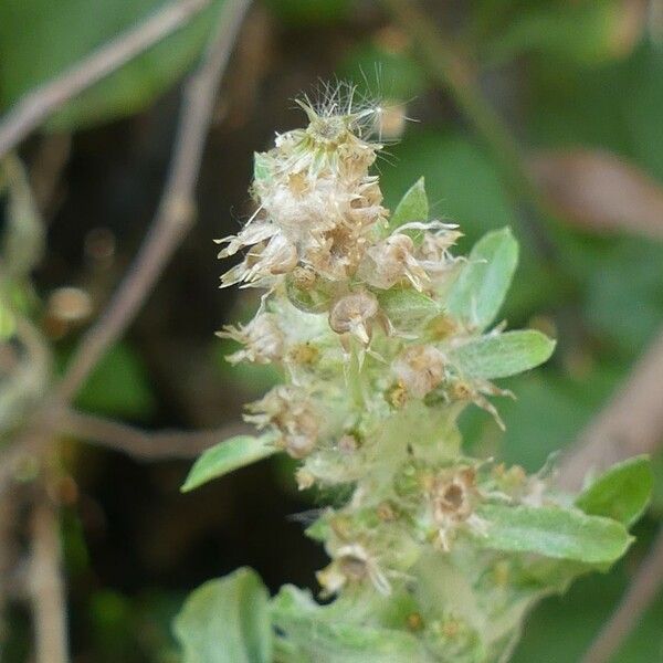 Gamochaeta purpurea Frugt