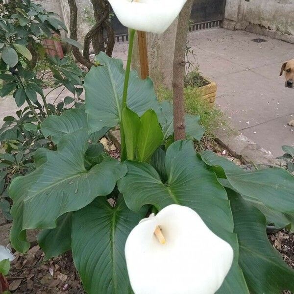 Zantedeschia aethiopica Blüte