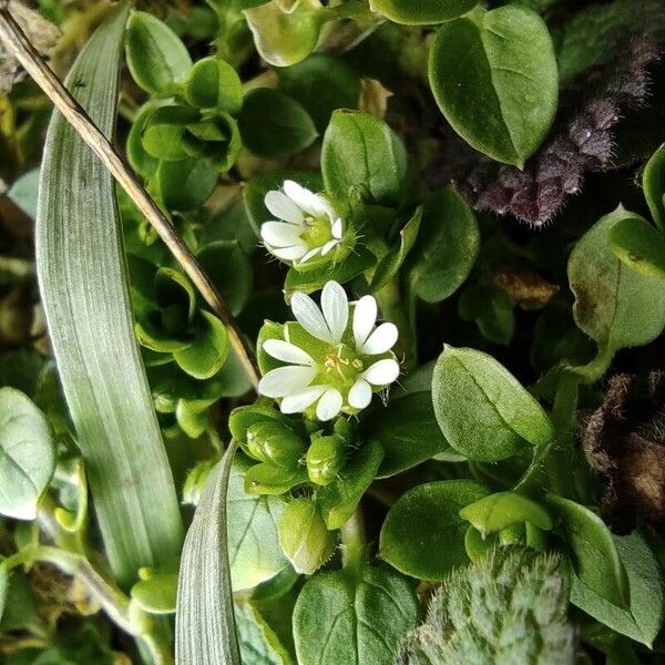 Stellaria media Fleur