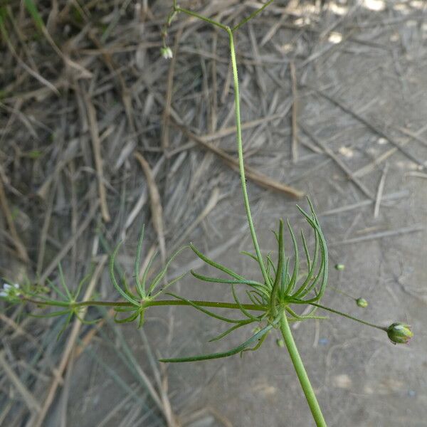 Spergula arvensis Rusca