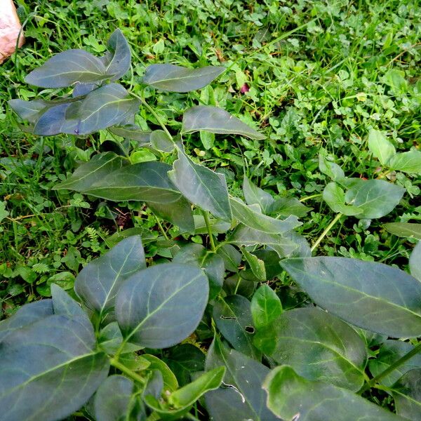 Vinca major Leaf