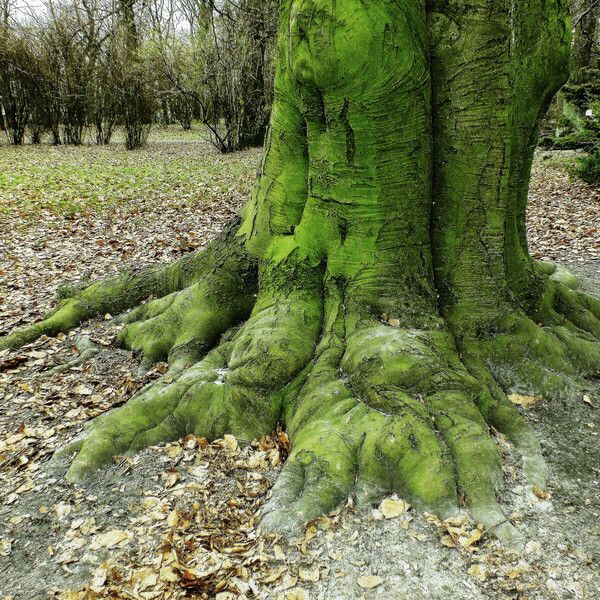 Fagus sylvatica Bark