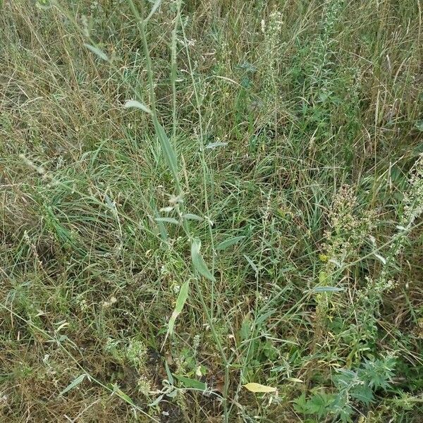 Atriplex patula Foglia