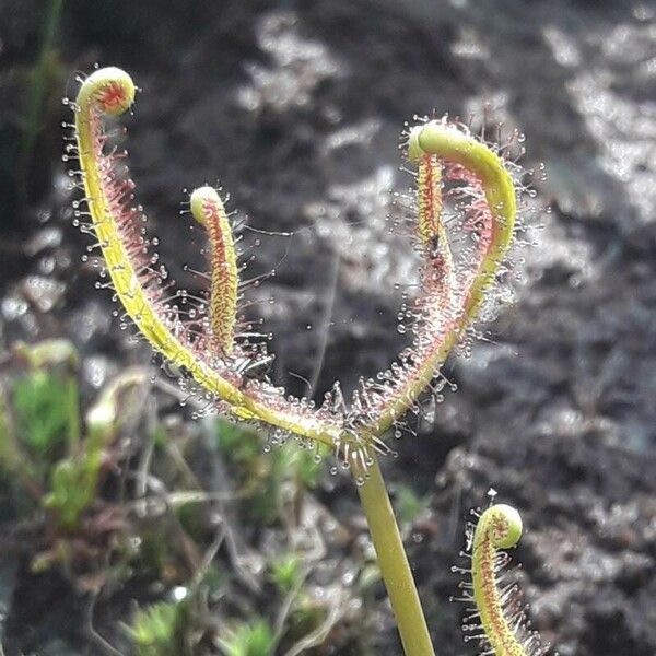 Drosera binata 叶