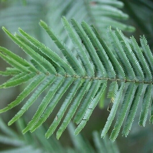 Acacia mearnsii Annet