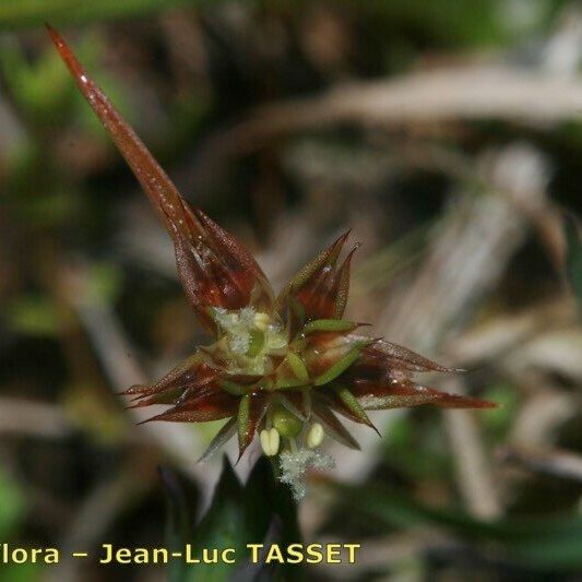 Juncus capitatus फूल