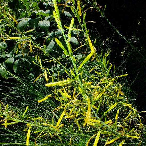 Asphodeline liburnica Alkat (teljes növény)