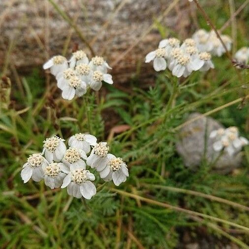 Achillea erba-rotta Kvet