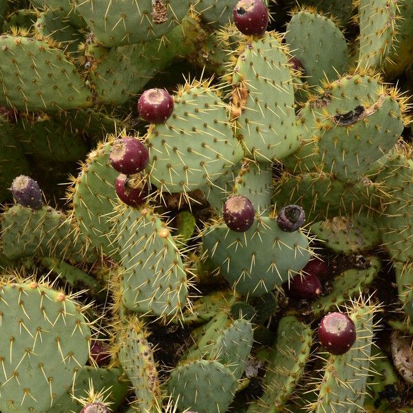 Opuntia maxima Frunză