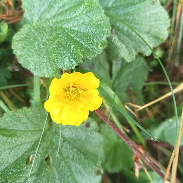 Geum montanum Floro