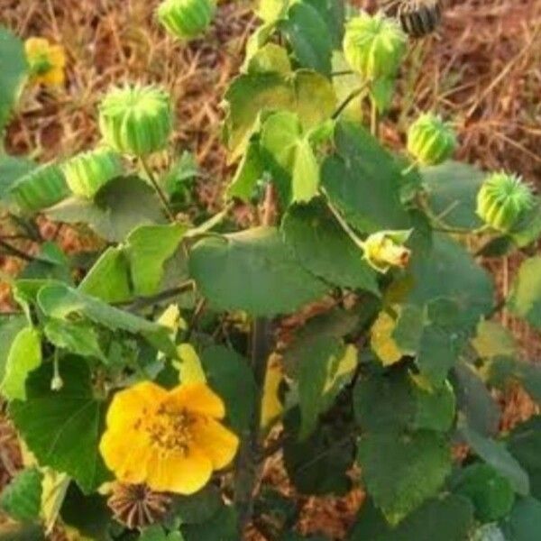 Abutilon indicum 花