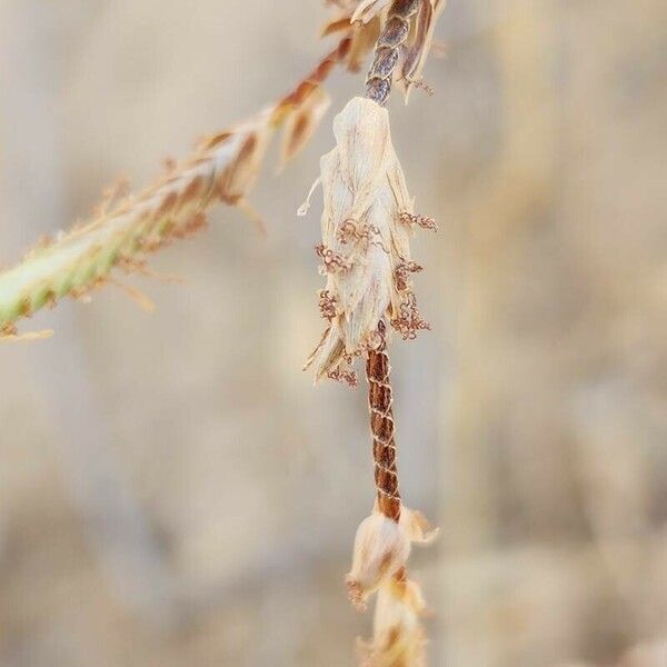 Cyperus conglomeratus फल