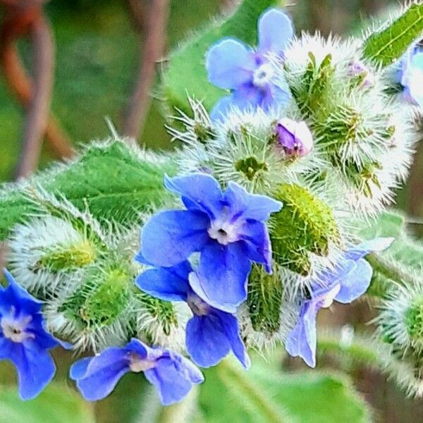 Pentaglottis sempervirens Flor