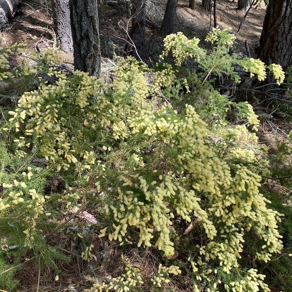 Acacia verticillata Habitus