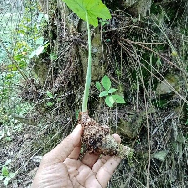 Xanthosoma sagittifolium Blatt