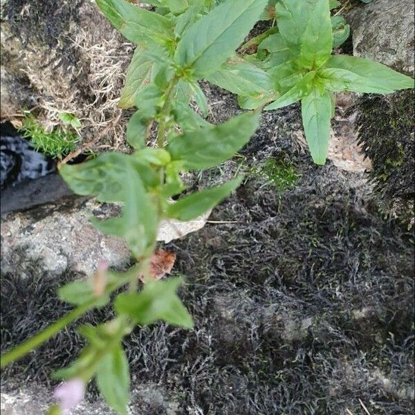 Epilobium alsinifolium Levél