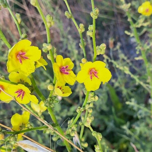 Verbascum sinuatum Žiedas