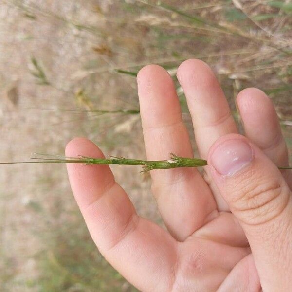 Aegilops cylindrica Flower