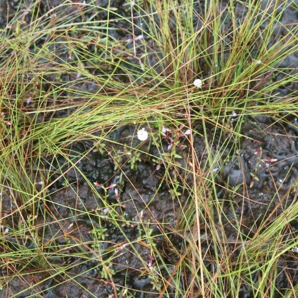 Utricularia pubescens Celota