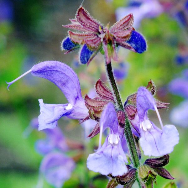 Salvia pratensis Flower