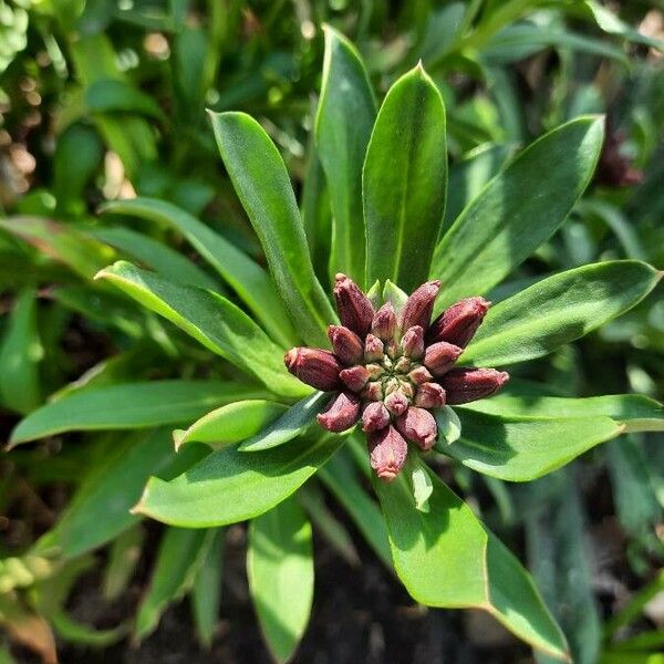 Erysimum × cheiri Лист