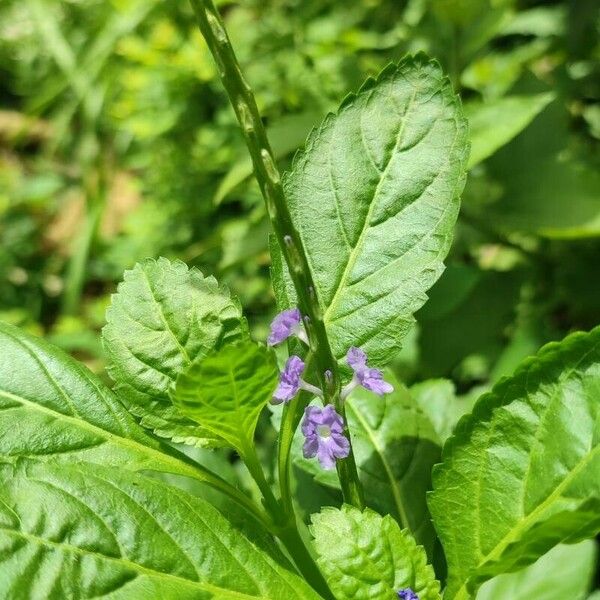 Stachytarpheta jamaicensis ফুল