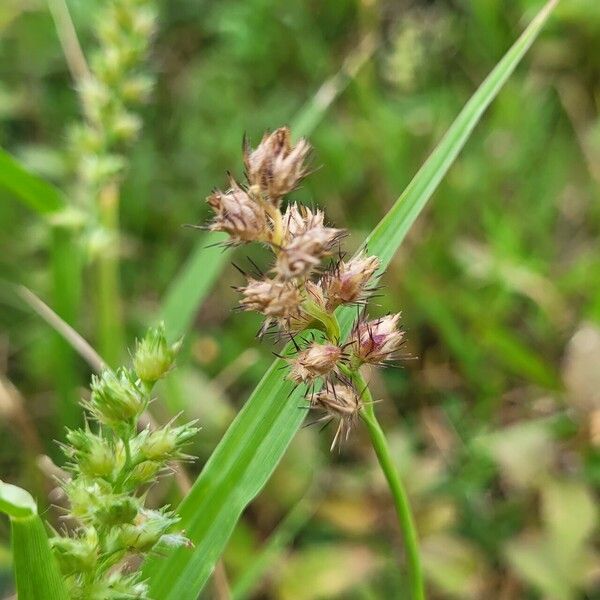 Cenchrus echinatus Habitus