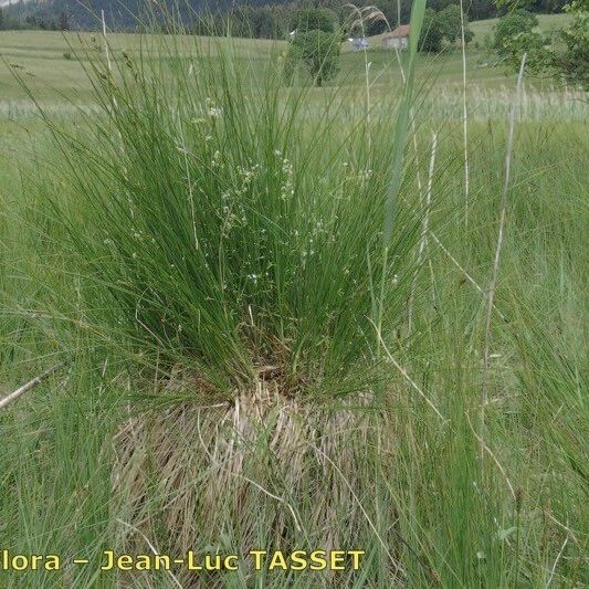 Carex appropinquata Habitus