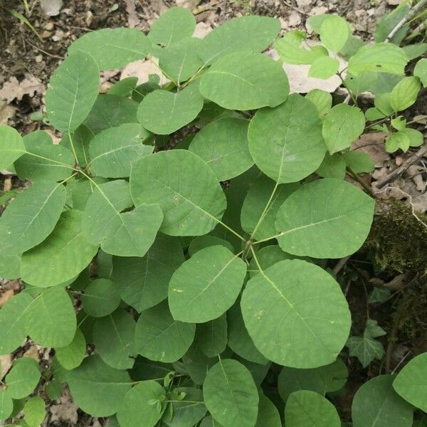 Cotinus obovatus Folla