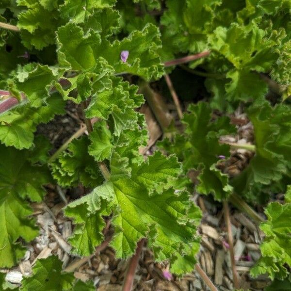 Pelargonium capitatum Ліст