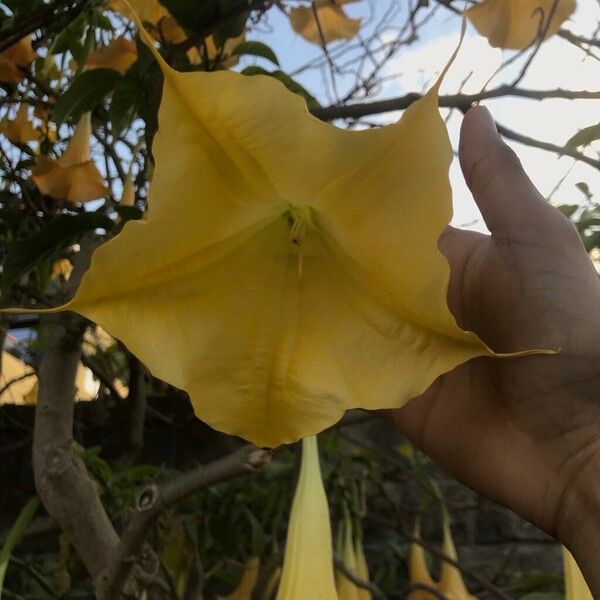 Brugmansia × candida Květ