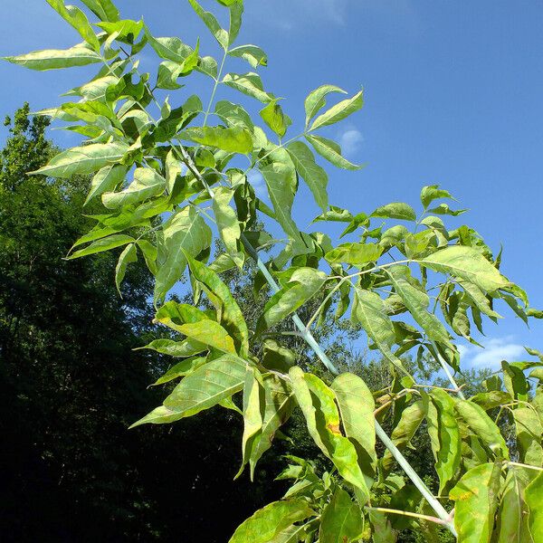 Acer negundo Hoja