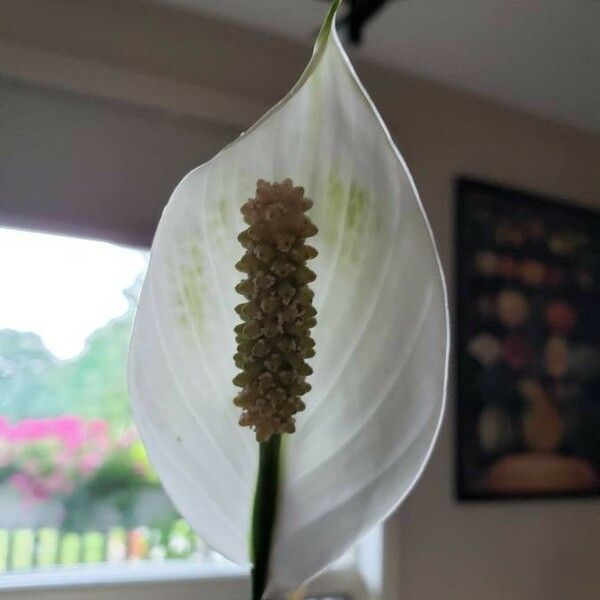 Spathiphyllum wallisii Blüte