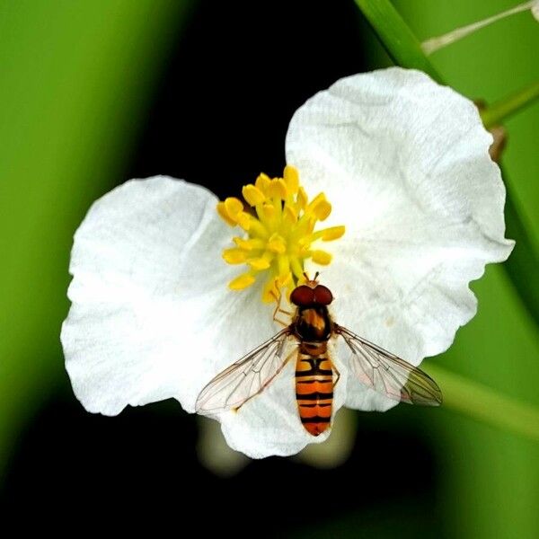 Sagittaria latifolia Floro