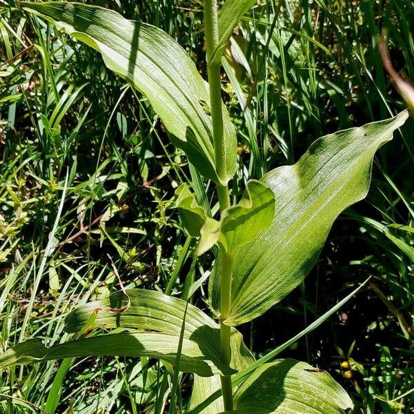 Epipactis muelleri Leaf