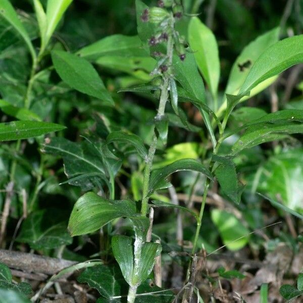 Epipactis albensis Habitat