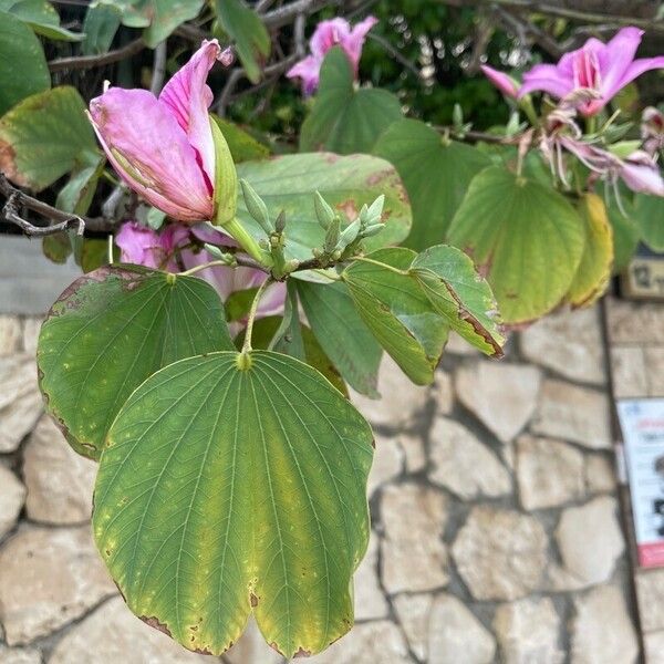 Bauhinia purpurea Листок