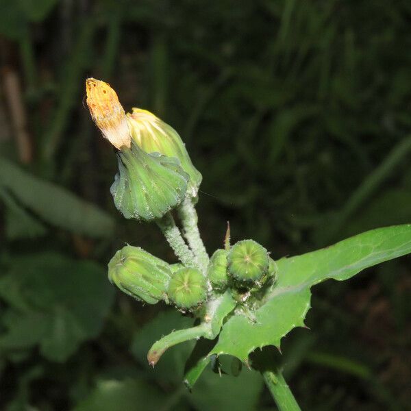 Sonchus oleraceus Цветок