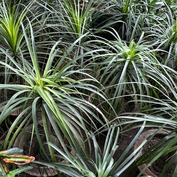 Beaucarnea recurvata Leaf