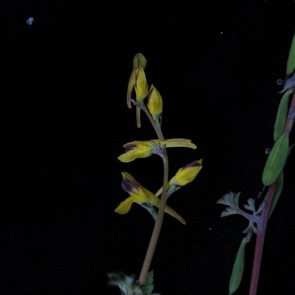 Corydalis cornuta 整株植物