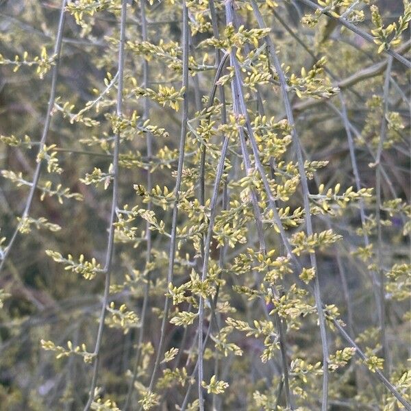 Retama sphaerocarpa Flower