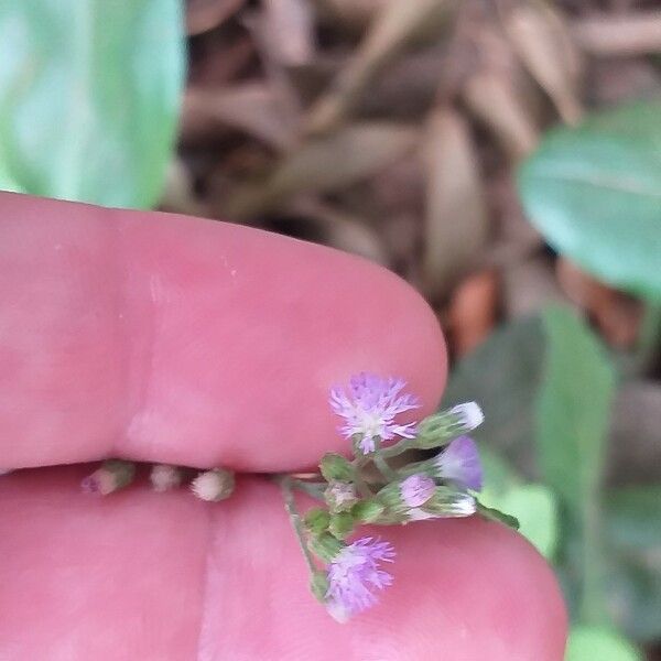 Cyanthillium cinereum Fiore