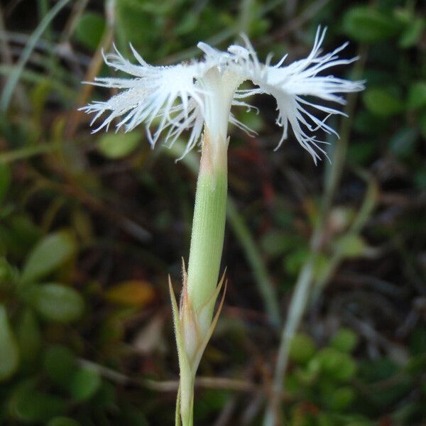 Dianthus hyssopifolius Квітка