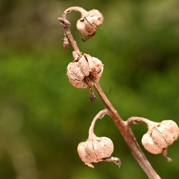 Pyrola chlorantha ফল