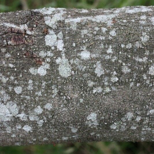Acacia mearnsii Bark