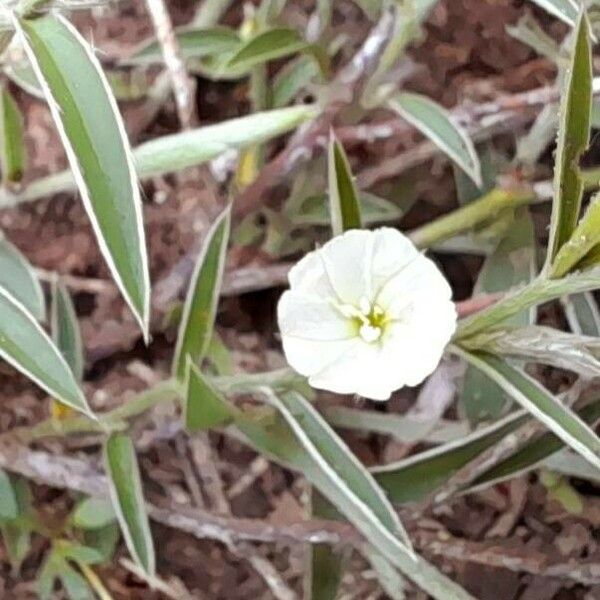 Evolvulus sericeus Blüte