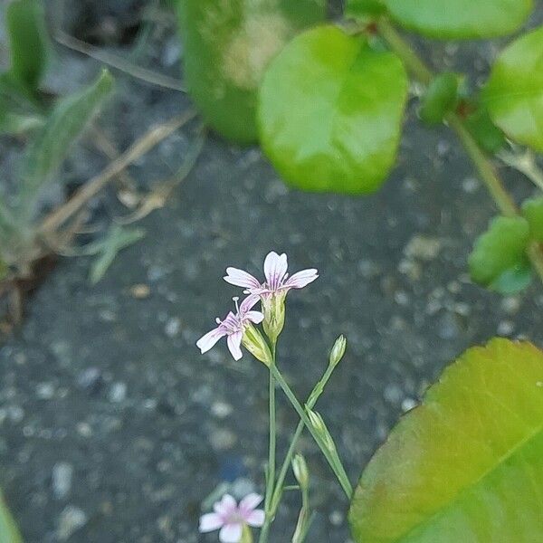 Petrorhagia saxifraga Blodyn