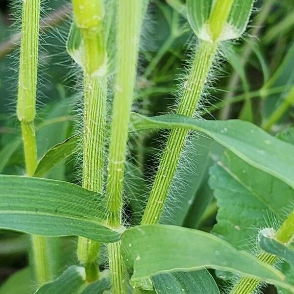 Panicum miliaceum Ŝelo