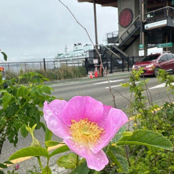 Rosa woodsii Kwiat